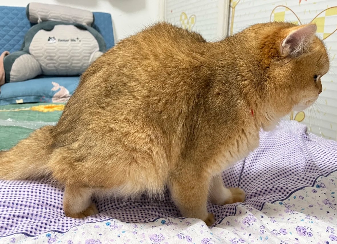 Cat stepping out of a litter box