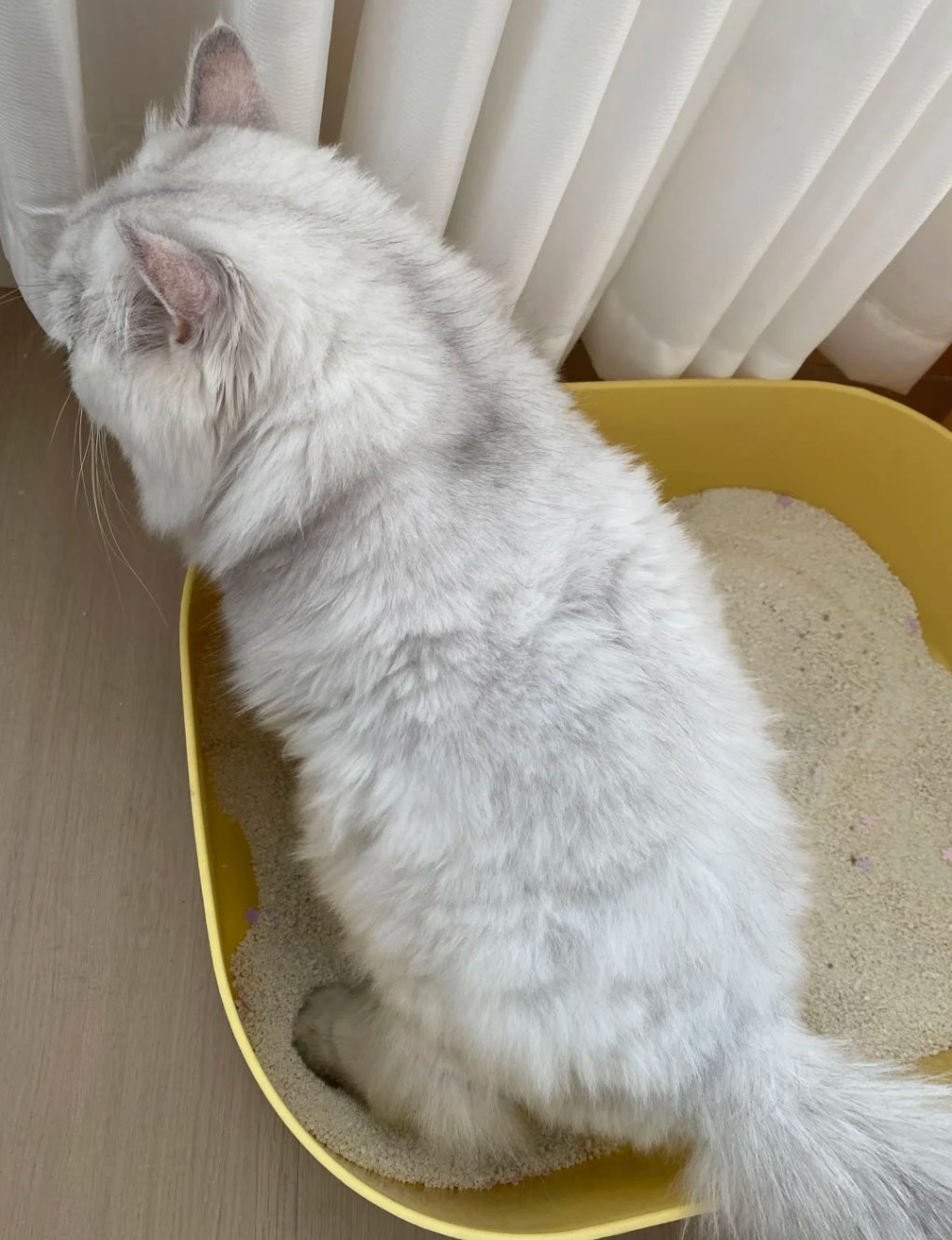 Cat using a litter box at home