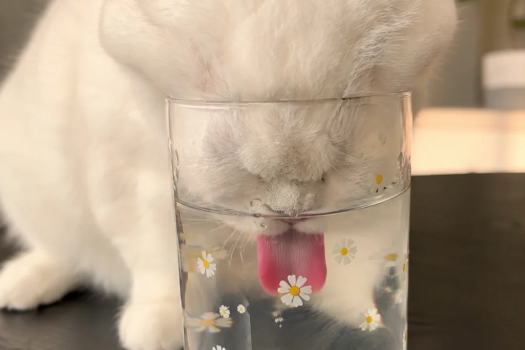 Cat drinking water