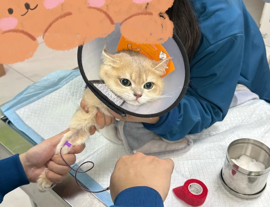 Cat during a veterinary visit