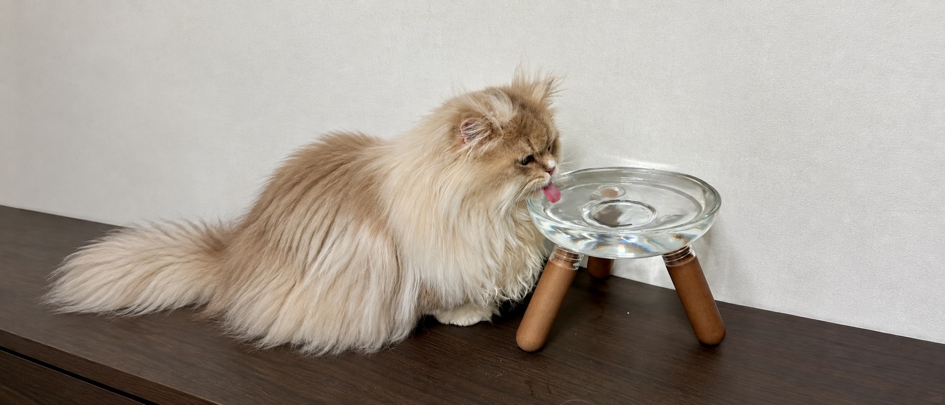 Cat receiving veterinary care