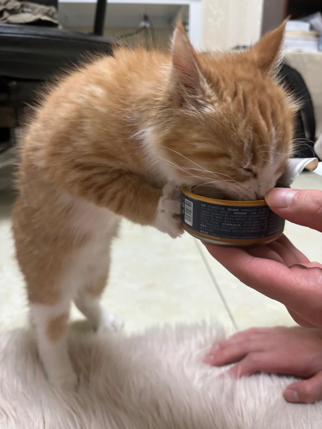 Cat food bowl