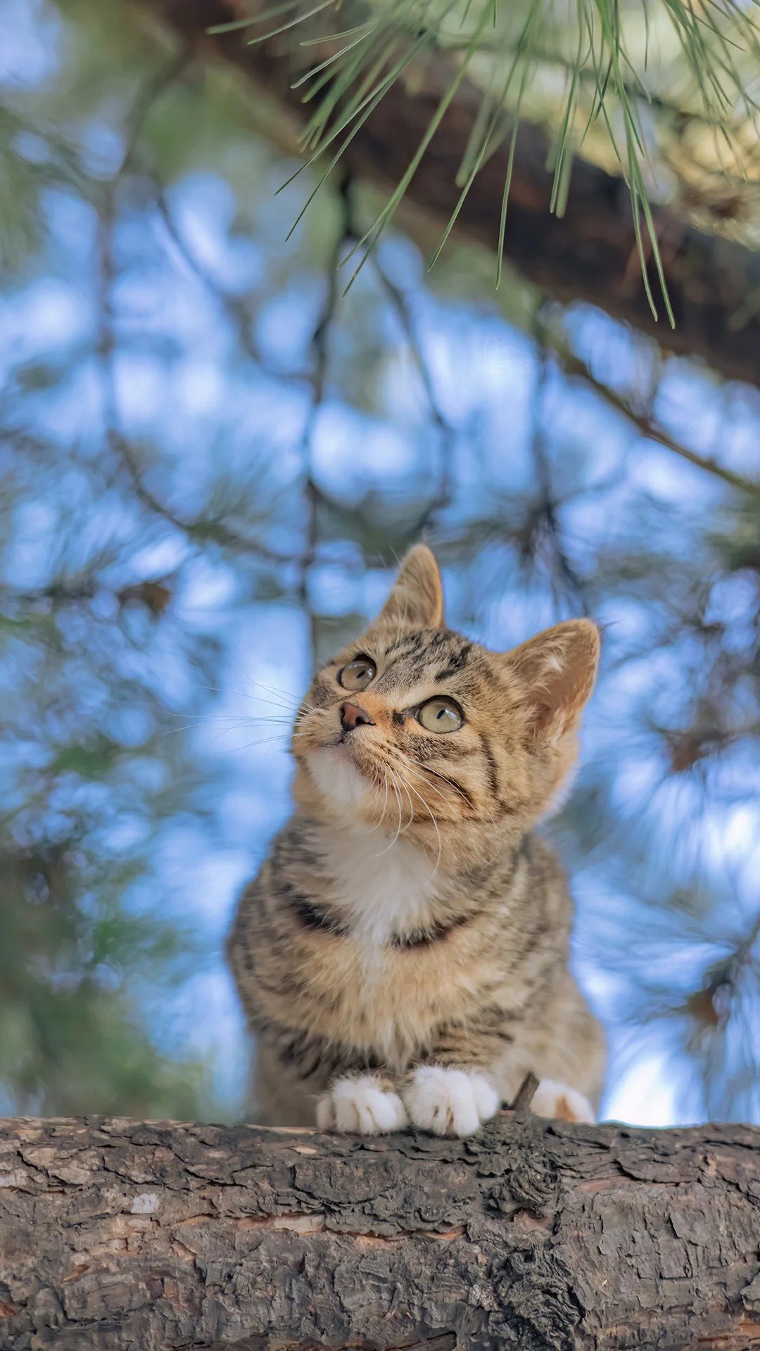 Kidney health in cats
