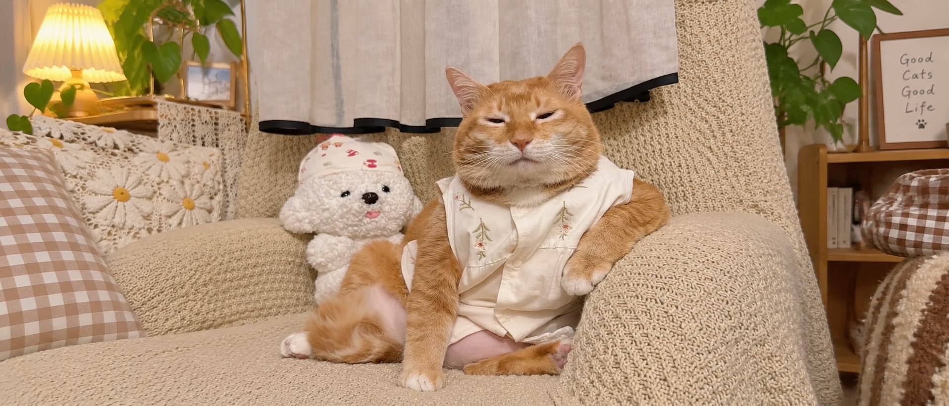 Cat resting peacefully