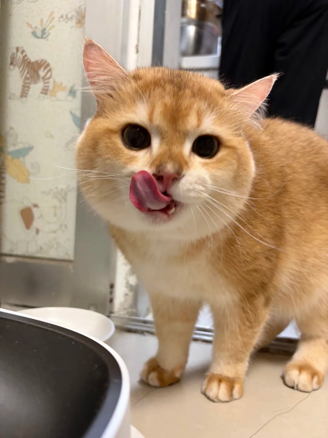 Cat drinking water