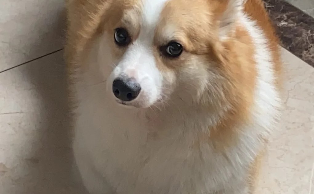 A relaxed dog resting indoors